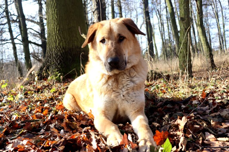 Buddy