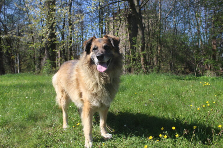 Ringo