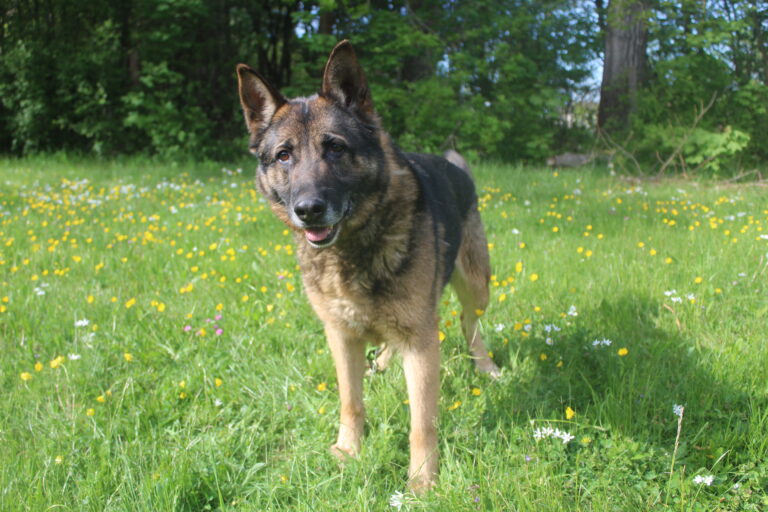 Hans