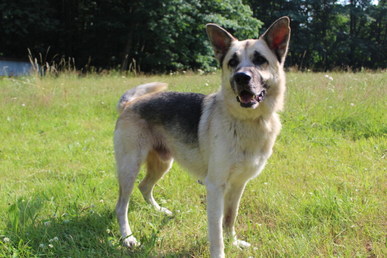 Max
